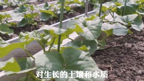 平常吃的瓜有哪些,夏日消暑必备美食