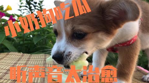 吃瓜捡了狗,一场与狗狗的奇妙邂逅